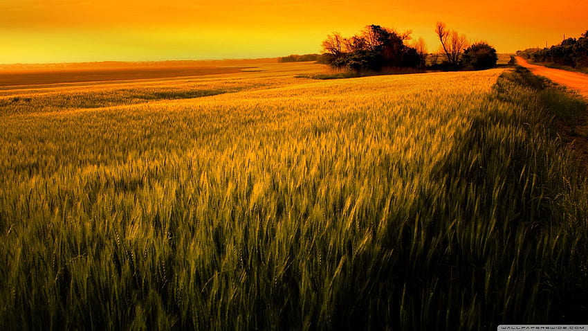 Pôr do sol sobre o campo de trigo ❤ para papel de parede HD