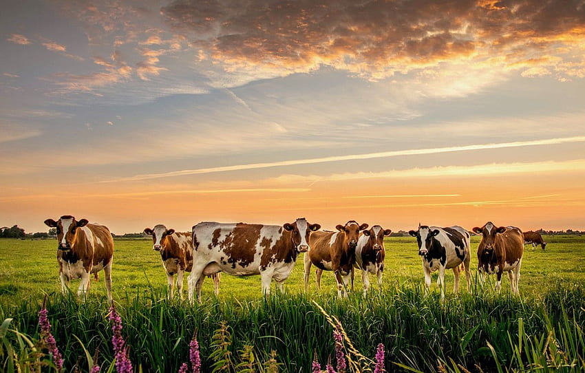 nature, cows, meadow, the herd for HD wallpaper