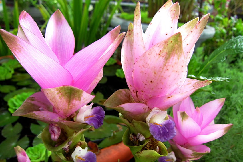 Lotus, pink, flowers, lovely HD wallpaper