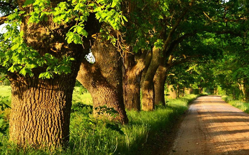 Oak Avenue in Lettonia, querce, viale, alberi, Lettonia, strada Sfondo HD