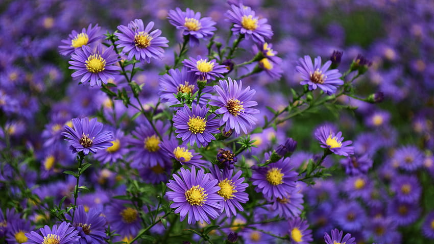 Asters Purple Yellow Flowers Ornamental Plants From Family Asteraceae For Computer Tablet Mobile Phones, Purple Sunflower HD wallpaper