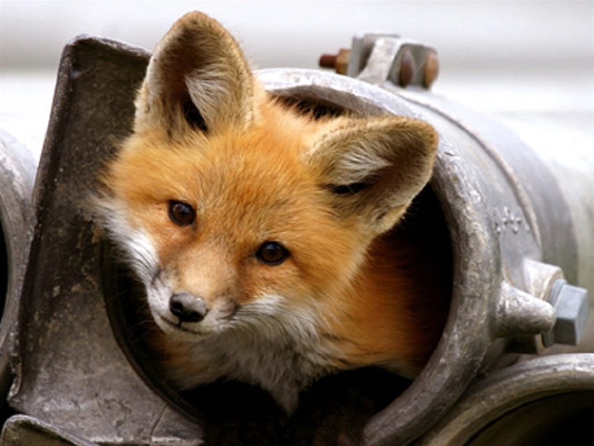 Red Fox, pipe, animals, red, dogs, cute, fox, in a, little HD wallpaper