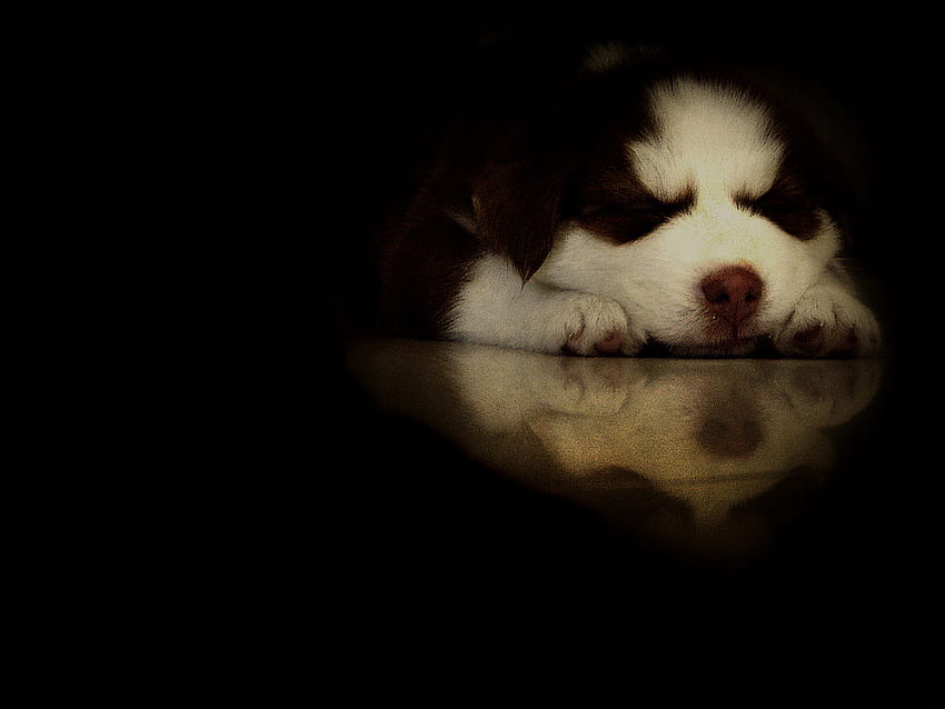 I Need My Nappy Time, puppy, animals, dogs, cute, sleeping HD wallpaper