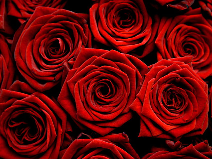best flowers red rose rose the beautiful red rose rose [] for your , Mobile & Tablet. Explore Red Roses . Rose , Dark Red Roses HD wallpaper