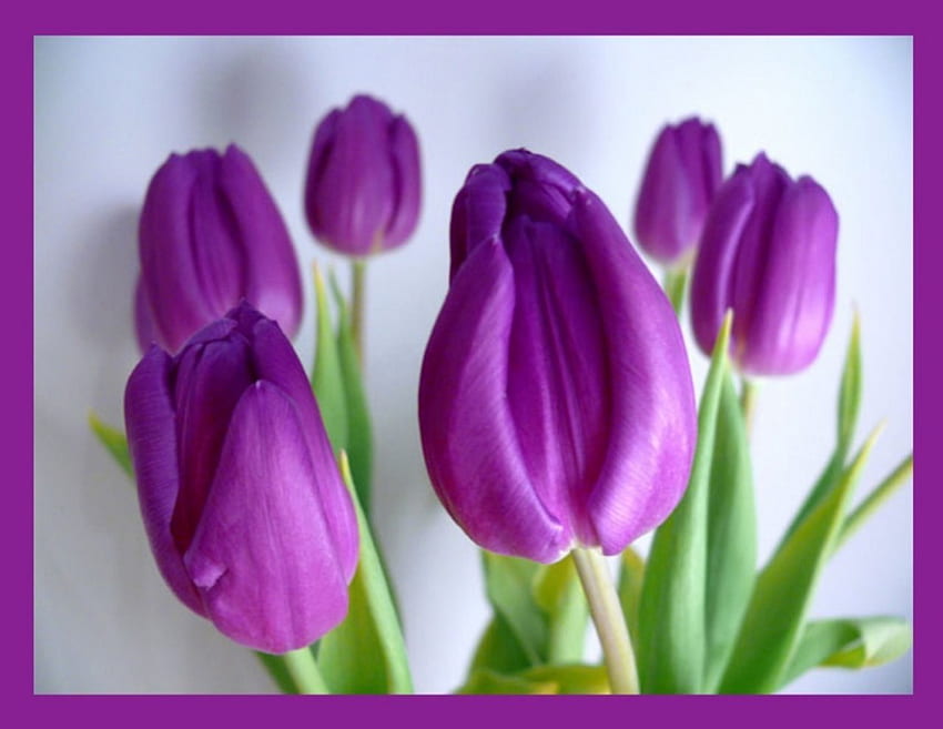 春の紫、花束、エンターテイメント、美しい、素晴らしい、チューリップ、新鮮、紫、ファッション、愛、緑、永遠に 高画質の壁紙
