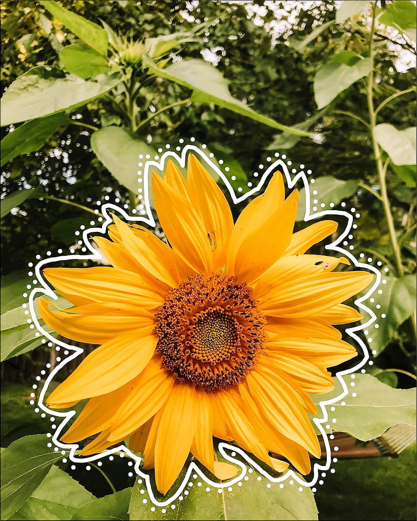 Normal Sunflower, Cute Yellow Sunflower HD phone wallpaper | Pxfuel