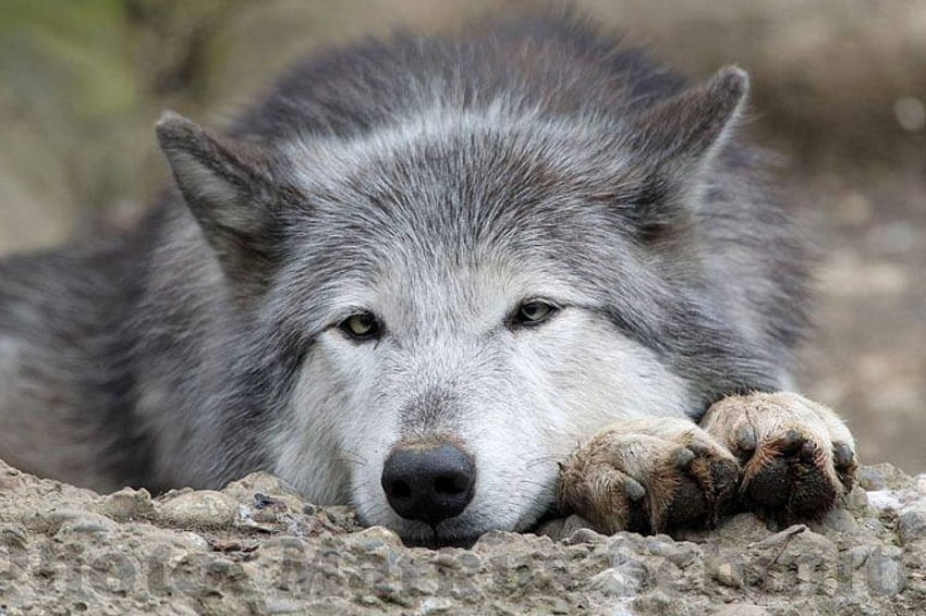 灰色オオカミ、オオカミ、灰色、動物、オオカミ、自然 高画質の壁紙