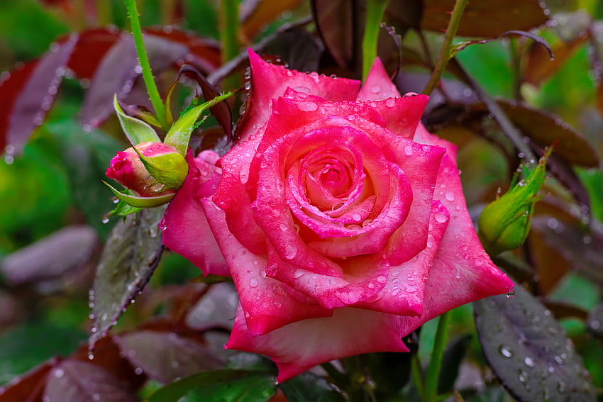 Wspaniała różowa róża, zapach, rosa, zapach, pąki, ogród, wspaniały, piękny, róża, liście, mokro, ładny, kwiat, płatki Tapeta HD