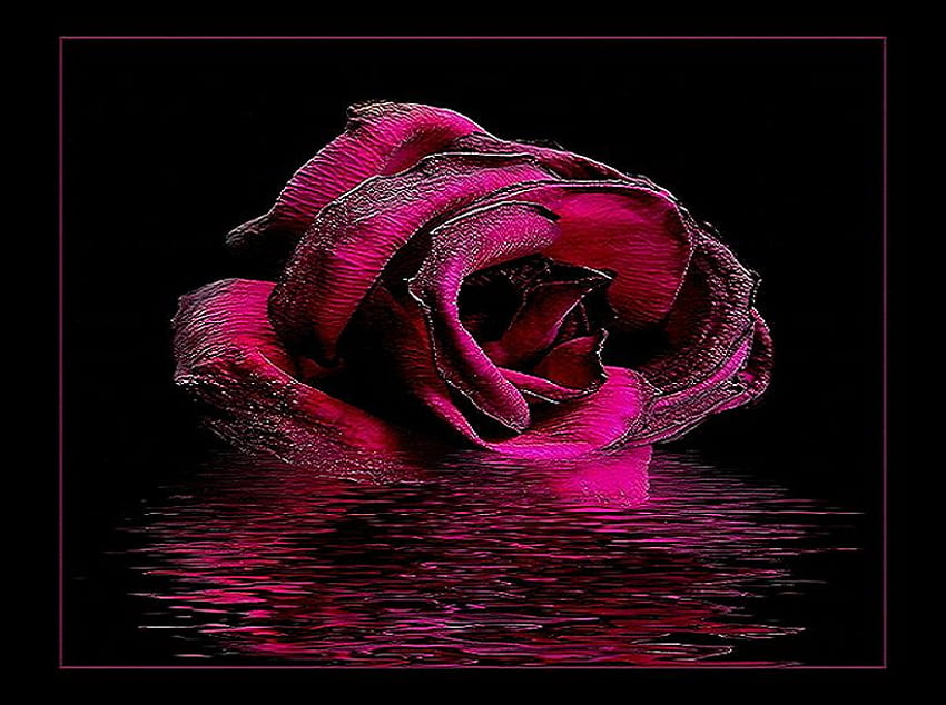 Scarlet reflection, rose, reflection, black background, glow, scarlet HD wallpaper