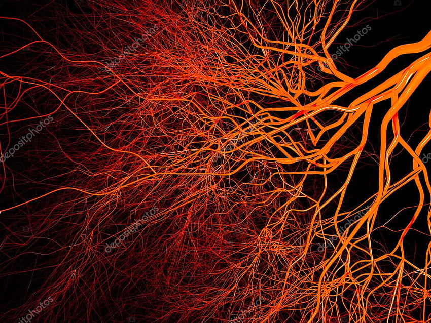 Nervous Or Blood System - Vascularized Tissue - - HD wallpaper