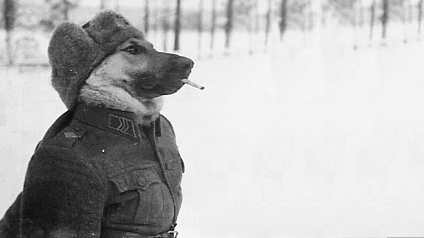 R Outdoors Face Human Person Snow Portrait - Dog In Uniform Ww2 - & Background HD wallpaper