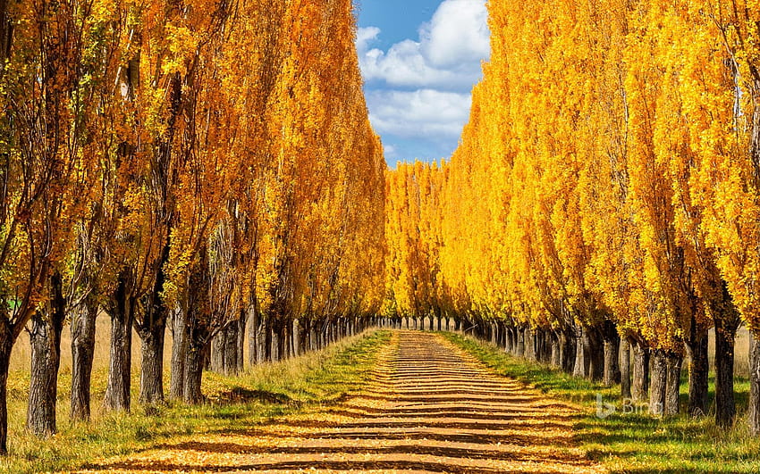 Тополови дървета в Нова Англия, Нов Южен Уелс, Австралия - Bing, Нова Англия Fall HD тапет