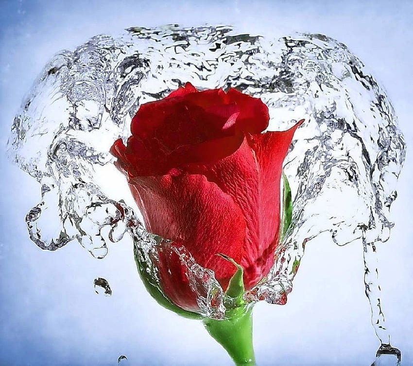 Red Water . Water , Underwater and Samsung Water, Rose Water HD wallpaper
