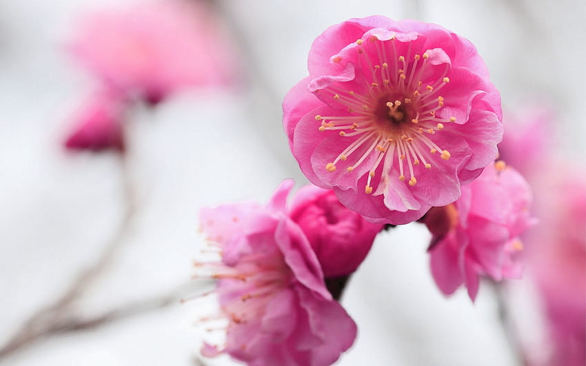 Flowers, Pink, Macro, Bloom, Flowering, Branch, Apricot HD wallpaper