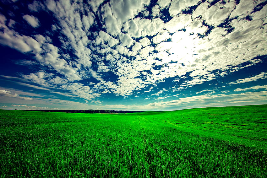 Natura, trawa, niebo, chmury, lato, pole Tapeta HD