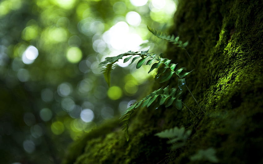 ธรรมชาติ ใบไม้ มาโคร ไม้ ต้นไม้ วอลล์เปเปอร์ HD