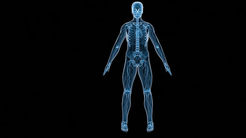 黒人の人間の骨格体データ Src - 動脈と静脈の解剖学的位置 - - 高画質の壁紙