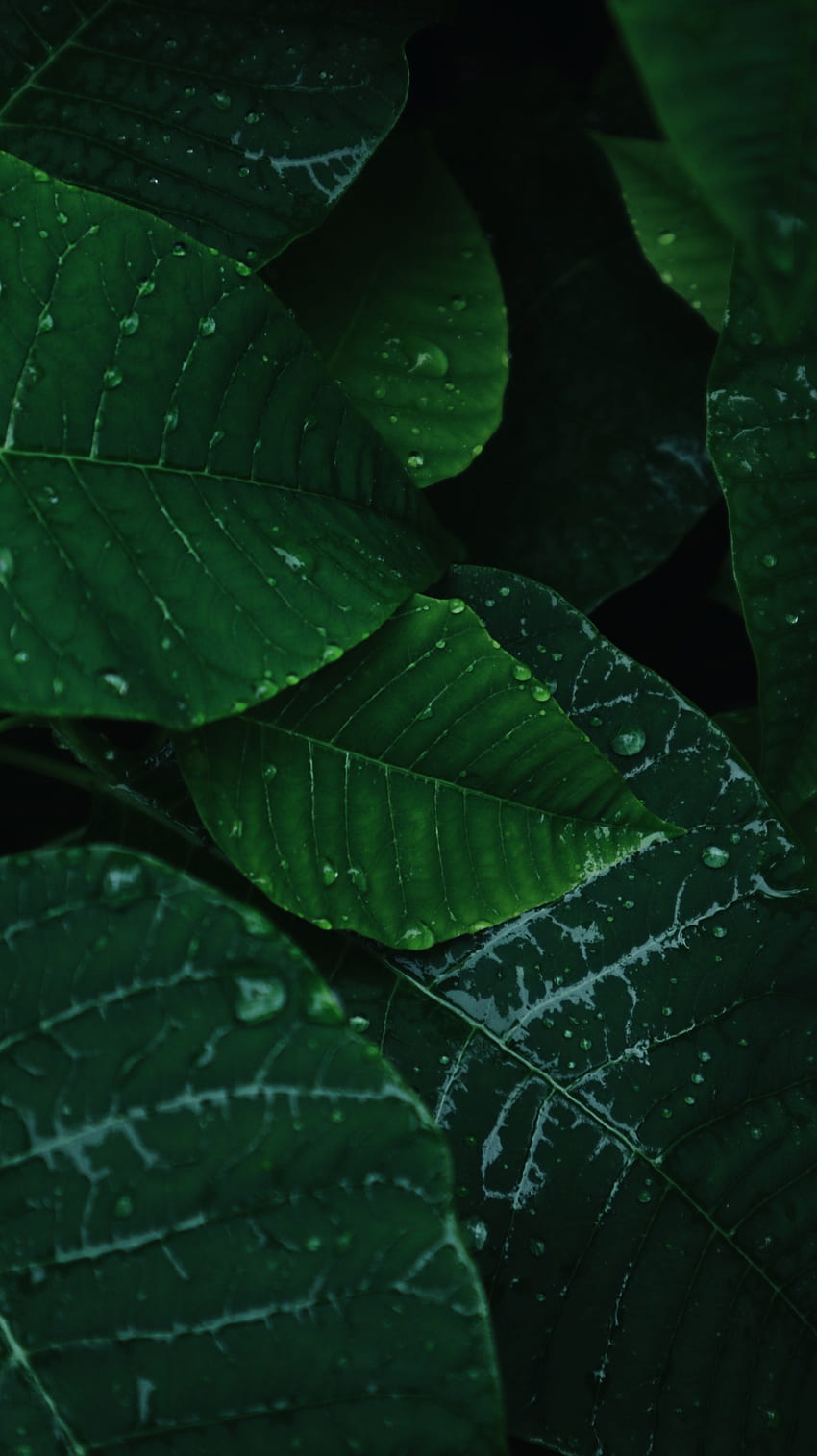 Green Leaf, dew, macro graphy HD phone wallpaper | Pxfuel