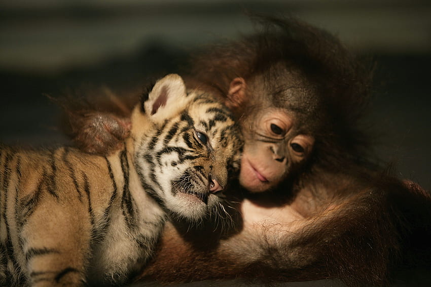 Zwierzęta, Tygrys, Przyjaciele, Tygrysiątko, Orangutan Tapeta HD