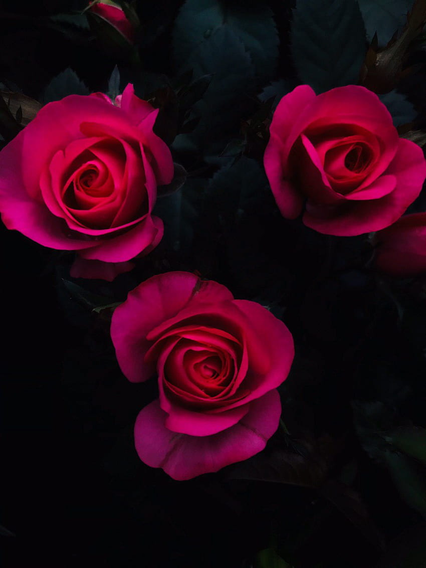 Rose, pink rose, pink HD phone wallpaper | Pxfuel
