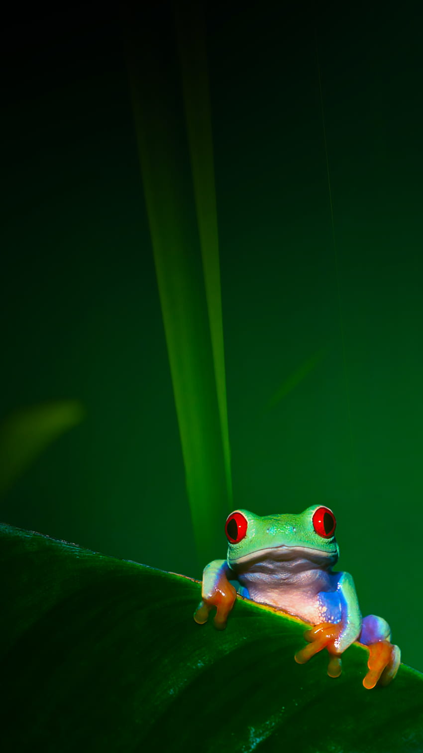 Ƒ↑탭하고 앱을 받으세요! Art Creative Nature Frog 녹색 빨간 눈 iPhone 6 Plus . 개구리, 아이폰, 아이폰 러브, 청개구리 HD 전화 배경 화면