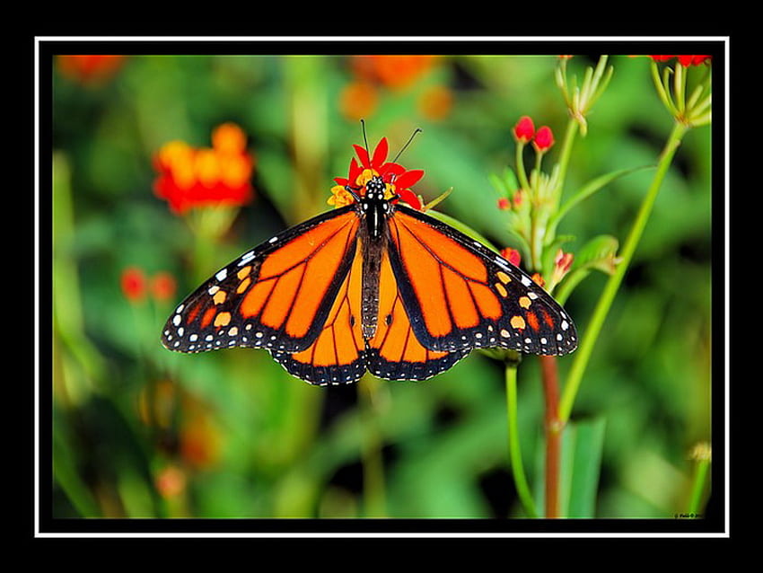 The Monarch, monarch, orange and black, green leaves, butterfly HD wallpaper