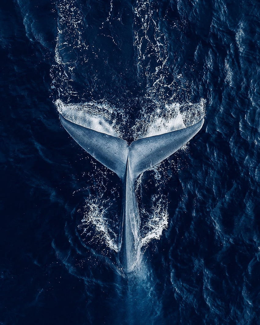 Retrato de baleia jubarte - e plano de fundo Papel de parede de celular HD
