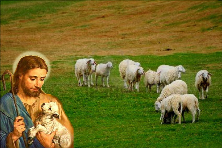 Исус добрият пастир, бог, овце, Исус, Христос, пастир HD тапет