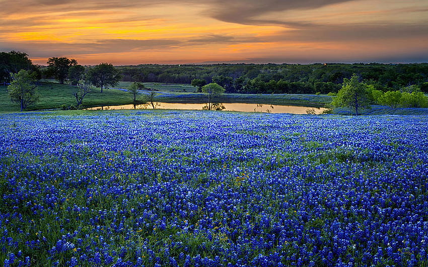 텍사스 Bluebonnets, 야생화, 풍경, 꽃, 일몰, 연못, 호수, 미국 HD 월페이퍼