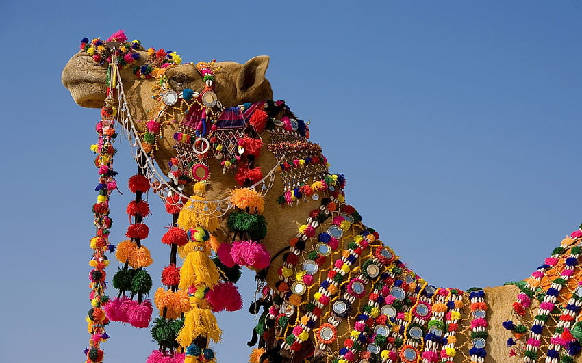 Decorated Camel in the Thar Desert 2C Jaisalmer 2C Rajasthan 2CIndia - 69131 HD wallpaper
