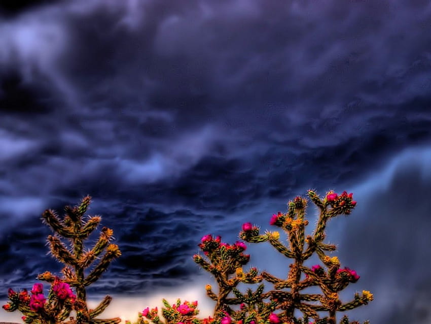 Blooming Storm บานสะพรั่ง พายุ วอลล์เปเปอร์ HD
