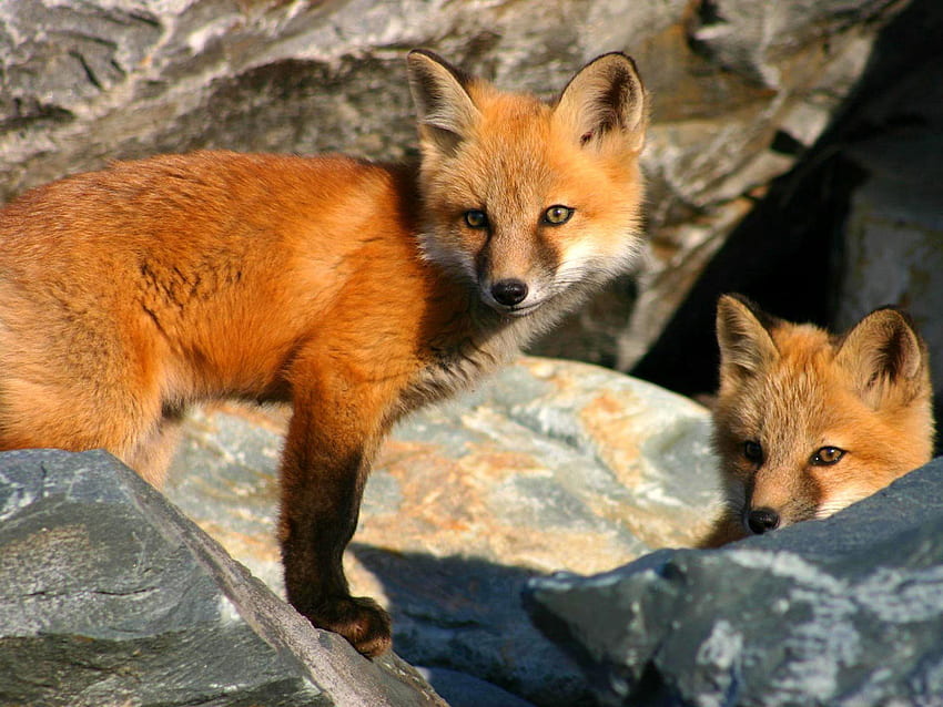 Animals, Stones, Fox, Young, Couple, Pair, Hide, Cubs HD wallpaper