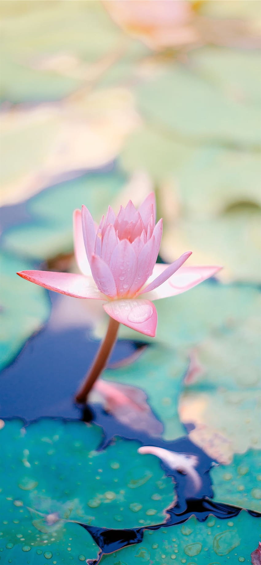 close-up-of-water-lily-flower-iphone-12-lilies-flowers-hd-phone