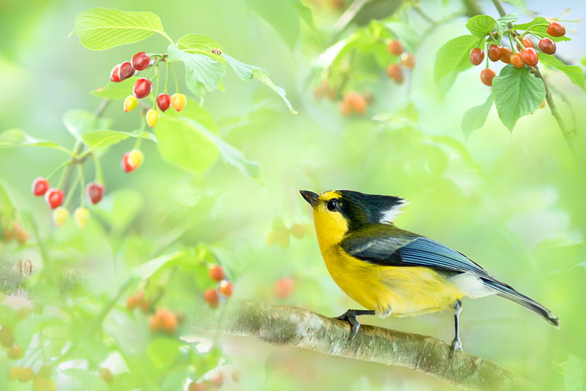 Yellow Tit นก สีเหลือง สีแดง หัวนม pasare Fuyi chen ผลไม้ เบอร์รี่ วอลล์เปเปอร์ HD