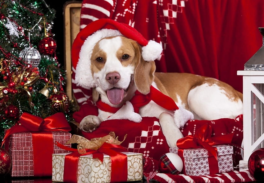Christmas Beagle, dog, cute, beagle, Christmas HD wallpaper