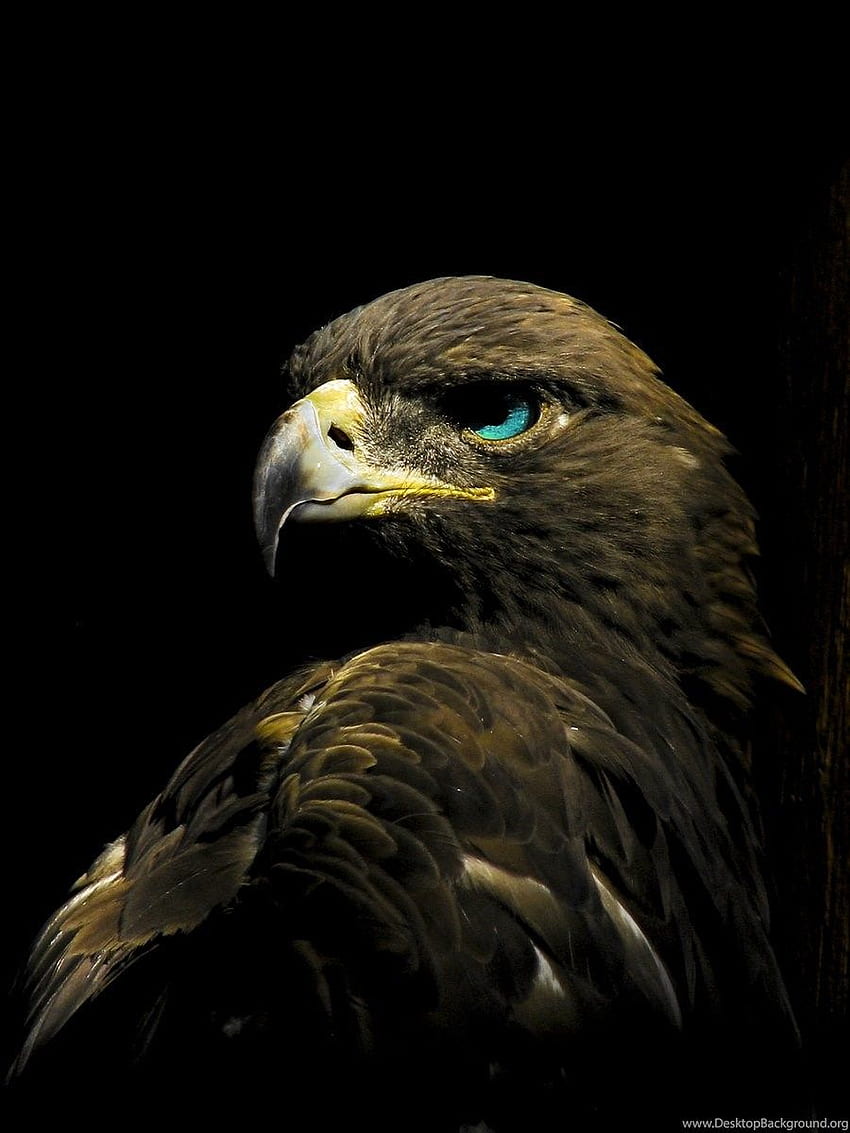 Discover 85+ eagle dark wallpaper 4k best - xkldase.edu.vn