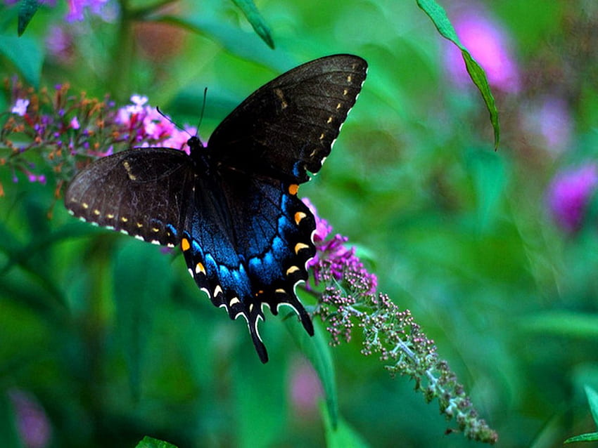 Dark beauty, blue, white, black, leaves, butterfly, pink flower, beauty HD wallpaper