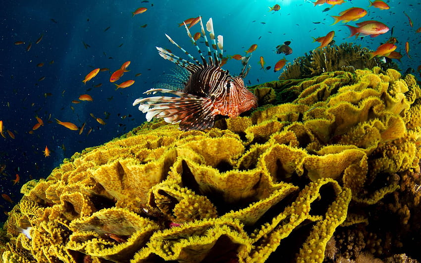 Animals, Coral, Underwater World, Fish HD wallpaper