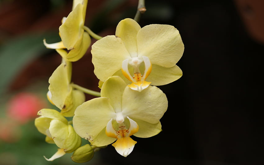 Orquídeas amarelas, lindas orquídeas papel de parede HD