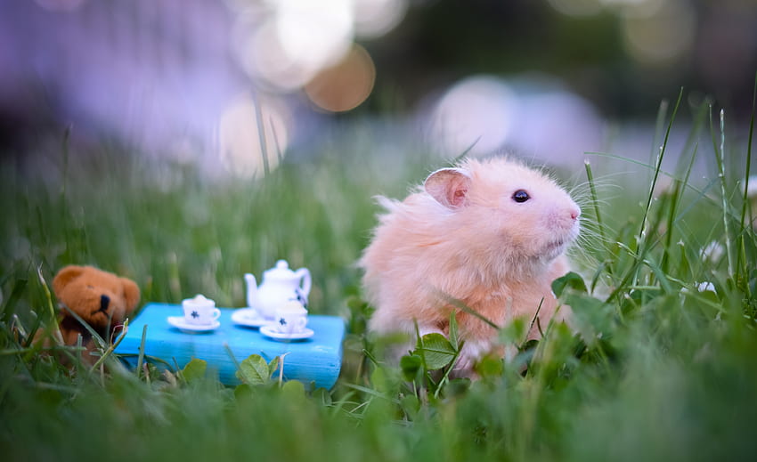 Tiere, Gras, Spiel, Teetrinken, Teeparty, Hamster HD-Hintergrundbild