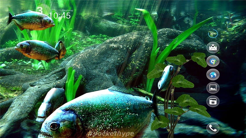Piranha Aquarium 3D live, Aquascape HD wallpaper | Pxfuel
