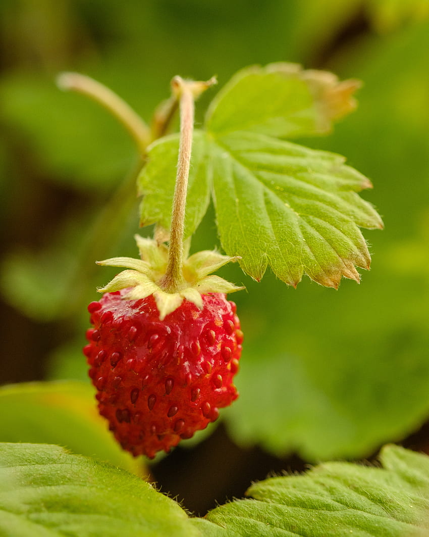 Strawberry, Plant, Macro, Berry, Wild Strawberries HD phone wallpaper
