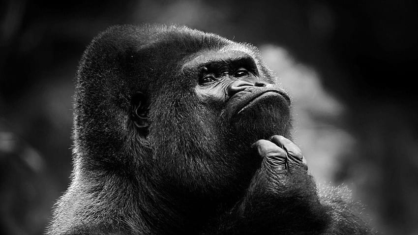 chimpanzee, monkey, face, dark Full HD wallpaper