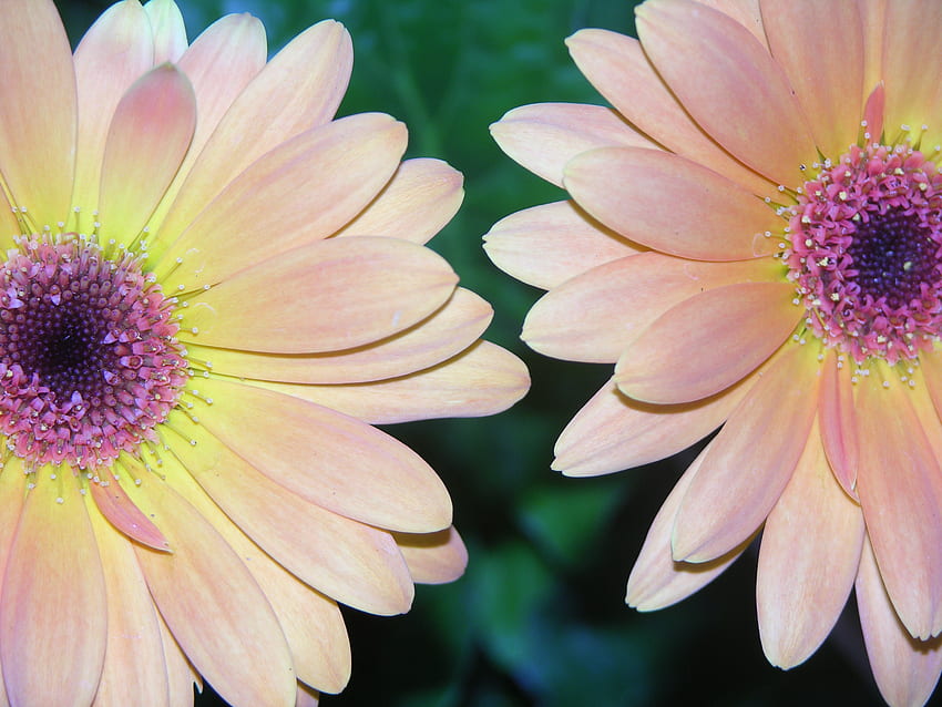 double, nature, spring, daisy, flower HD wallpaper