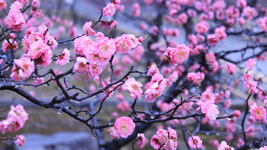Cherry Tag Page 5: Orient Skies China Cherry Burning Sky, Chinese Cherry Blossom HD wallpaper