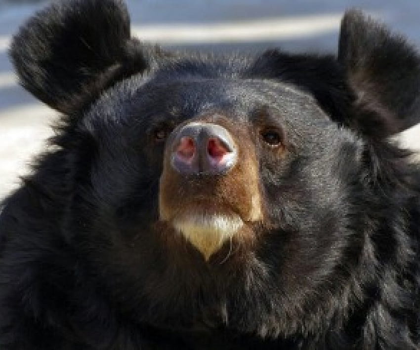 grande urso pardo, animal, marrom, vida selvagem, urso papel de parede HD