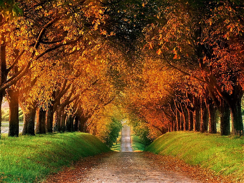 autumn road, colors, autumn, trees, avenue HD wallpaper