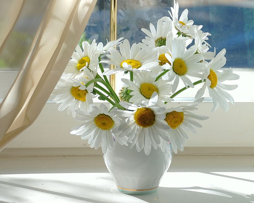 Flowers, Camomile, Vase, Window Sill, Windowsill, Curtain HD wallpaper