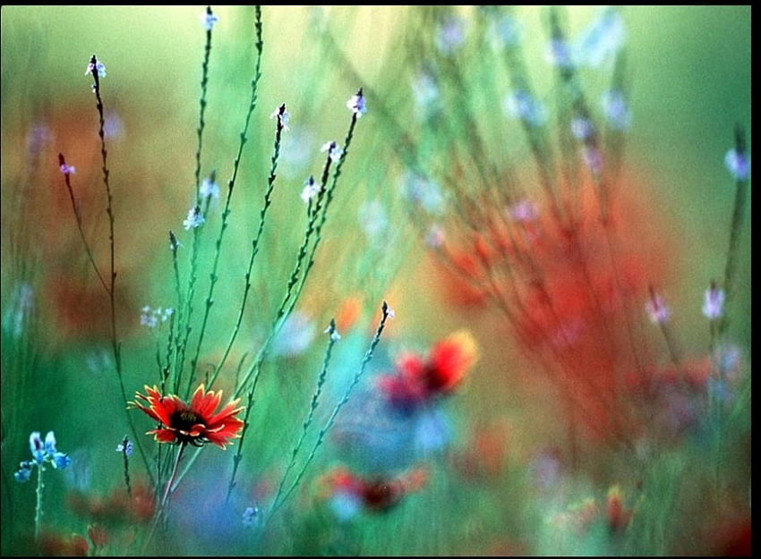 Polne kwiaty, zamglone, art Tapeta HD