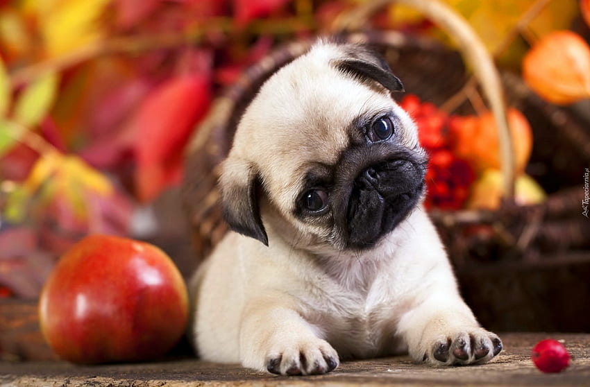 Puppy, dog, cute, orange, red, fruit, autumn, pug, paw, caine HD wallpaper